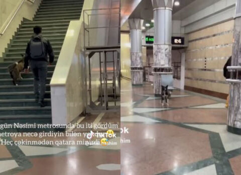 Bakıda küçə iti metroya girdi – VİDEO