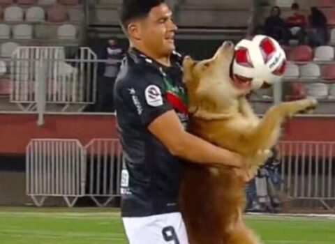 Futbol matçında kuryoz hadisə – VİDEO