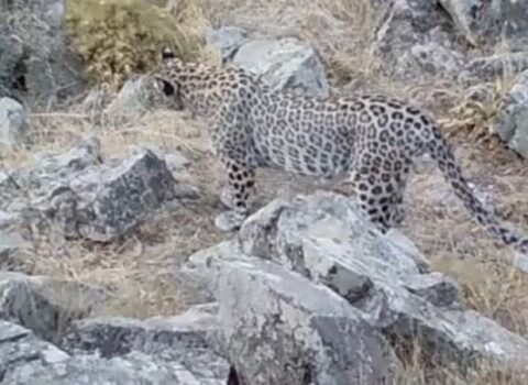 Azərbaycanda bəbirin maraqlı ov görüntüləri – VİDEO