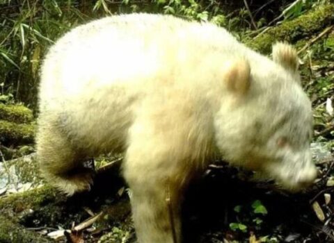Dünyanın yeganə albinos pandası – VİDEO
