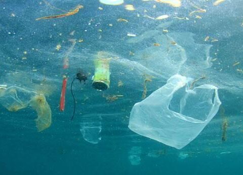 2060-cı ildə okeanda plastik tullantıların miqdarı balinaların kütləsindən çox olacaq