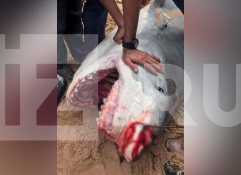 Misirdə rusu yeyən köpəkbalığına Kiyevdə abidə UCALDILACAQ