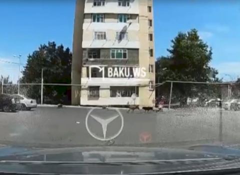 Bakıda sahibsiz itlər azyaşlıya belə hücum etdilər – ANBAAN VİDEO