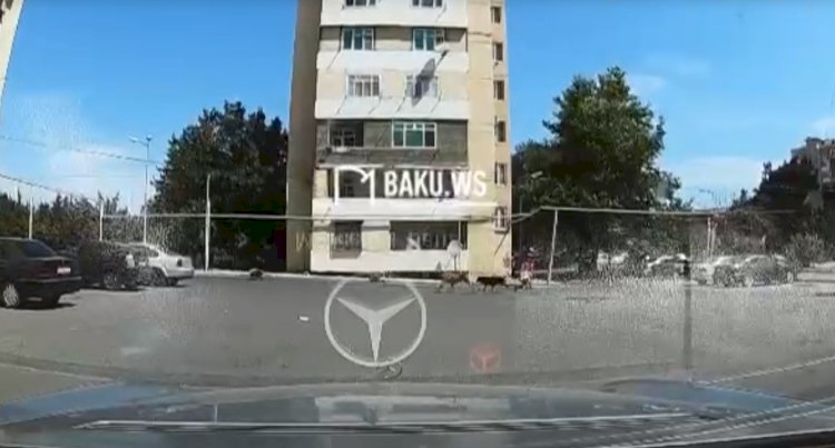 Bakıda sahibsiz itlər azyaşlıya belə hücum etdilər – ANBAAN VİDEO Bakıda sahibsiz itlər azyaşlıya belə hücum etdilər – ANBAAN VİDEO