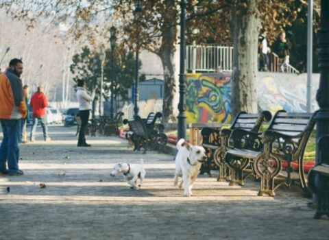 Qonşu ölkədə təhlükəli virusa yoluxma halları artır