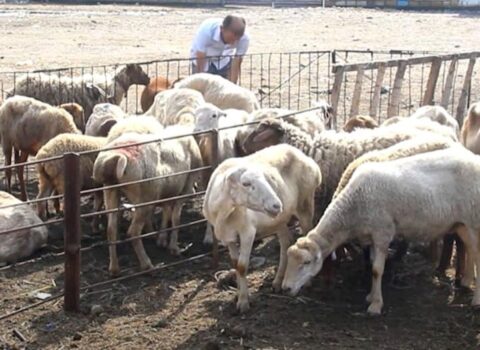 Bu rayonda qurbanlıq heyvanların kəsim məntəqəsi yoxdur…