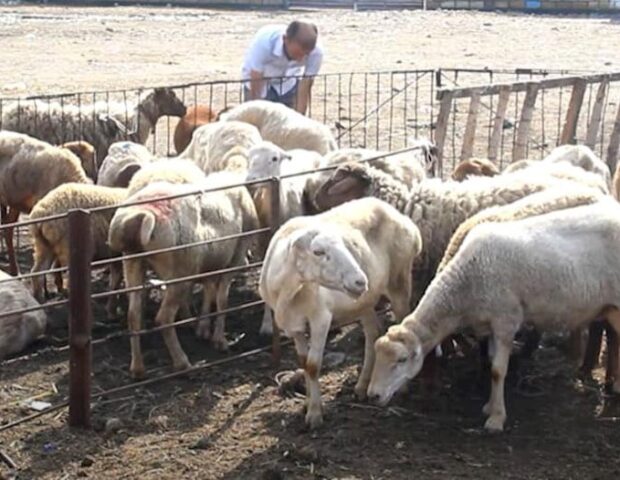 “Qurban payı” adı altında aldatma – Ekspertlər həyəcan təbili çalır
