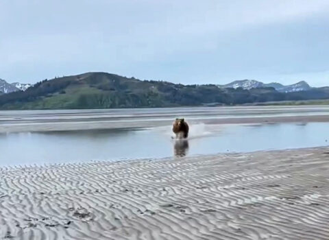 Ayı turistlərə hücum etdi: Bələdçi onları ölümdən xilas etdi – VİDEO