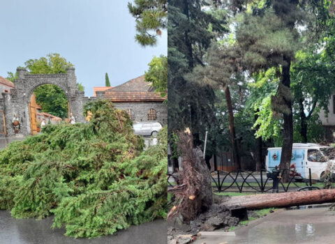 Qaxda güclü külək istirahət parkında ağacları aşırdı – FOTO