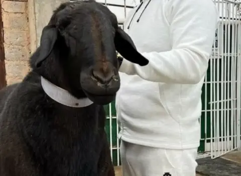 Yeni cins qoç Rekordlar Kitabına DÜŞDÜ