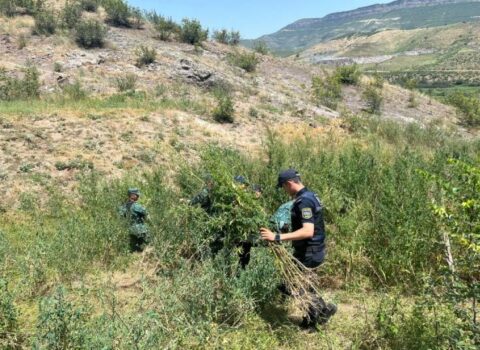 Qubadlıda 2 tona yaxın çətənə bitkisi məhv edildi