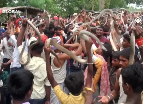 Hindistanda keçirilən “ilan festivalı”ndan şok görüntülər – VİDEO