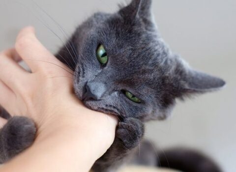 Küçə pişikləri düşündüyünüz qədər günahsız deyilmiş – Veterinar qorxulu faktları açıqladı