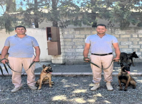 ABŞ Azərbaycana 81 minaaxtaran it verdi – FOTO