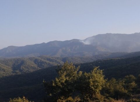 Cəlilabadda meşədə yanğın oldu: Hadisəni törədən şəxs müəyyən edildi