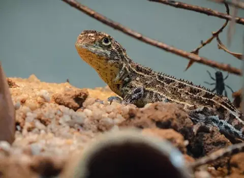 Avstraliyada nəsli kəsilmiş sürünən TAPILDI – VİDEO
