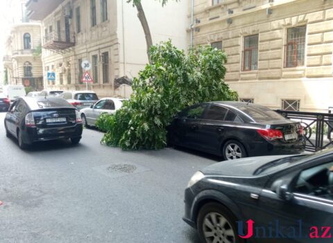 Bakının mərkəzində ağac 2 avtomobilin üzərinə aşdı – FOTO