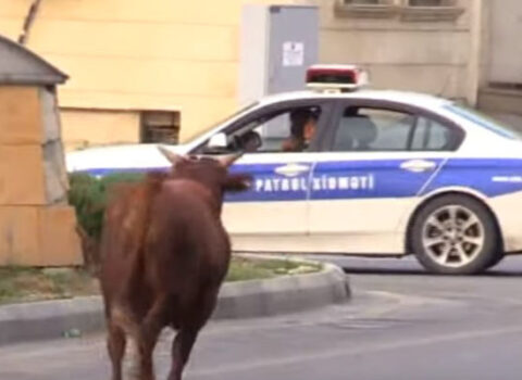 Qəssabın əlindən qaçan dana maşınları əzdi