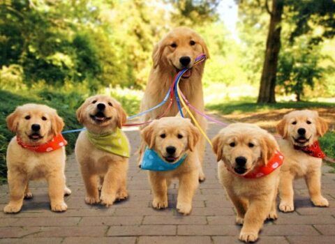 İtlər üçün xüsusi teatr yaradıldı