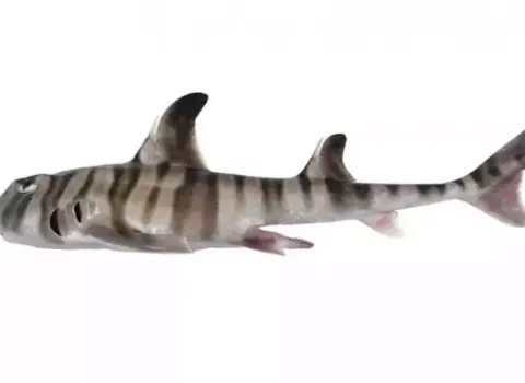 İnsanabənzər dişləri olan yeni köpəkbalığı növü AŞKAR EDİLDİ – FOTO