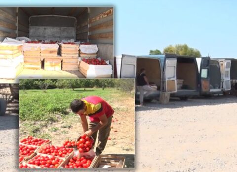 Pomidor almaq istəyənlərin nəzərinə! – Kiloqramı 20 qəpik, yeşiyi 5 manat – VİDEO