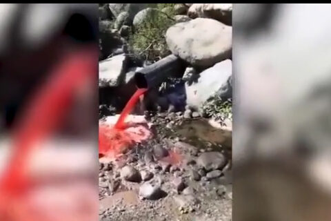 Deputata məxsus olduğu deyilən “Lerik Broyler”də kəsilmiş toyuqların qanı çaya axıdılır – VİDEO