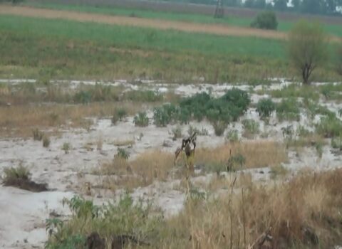 Goranboyda sel suları fəsadlar TÖRƏTDİ