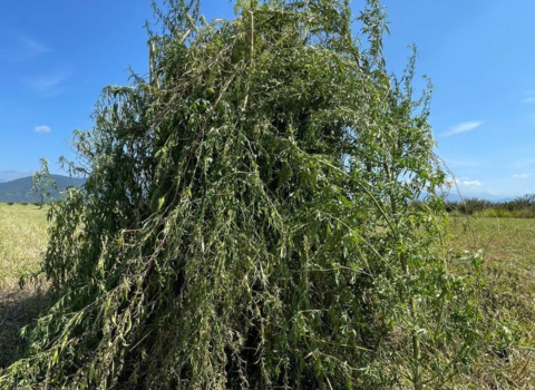 Zaqatalada 3,5 ton narkotik tərkibli bitki məhv edildi