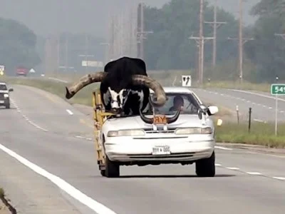 Sürücü ön oturacaqda öküzlə şəhərə daxil olmaq istədi – VİDEO