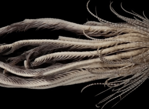 20 qolu olan qeyri-adi canlı AŞKAR EDİLDİ