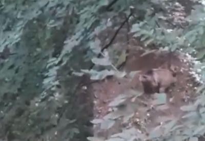 Göygöl Milli Parkında boz ayı inəyi parçaladı – ANBAAN VİDEO