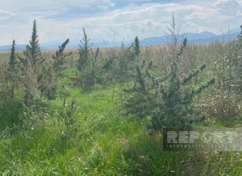 İşğaldan azad edilmiş Sırxəvənddə narkotik plantasiyaları aşkarlandı