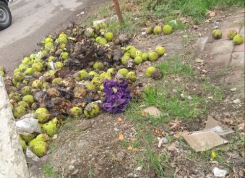Salyan sakinləri rayondakı natəmizlikdən şikayətçidir