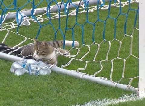 Meydana girən pişiyə görə matç dayandırıldı – VİDEO