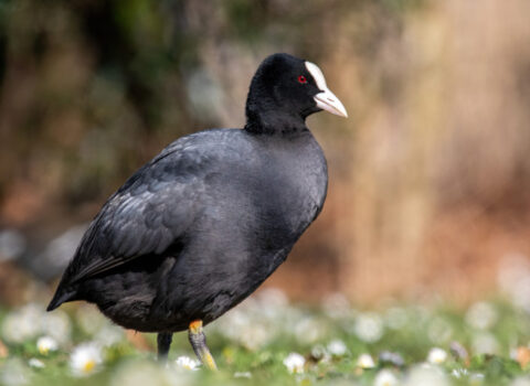 Ovladığı qaşqaldağı yedi, qarnına qırma doldu – Azərbaycanda