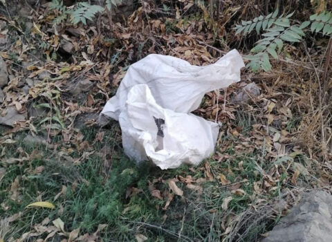 Xudafərin kəndi yaxınlığında narkotik aşkarlandı – FOTO