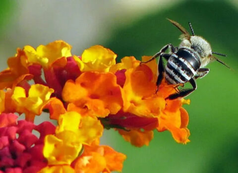 2 milyon həşərat növü tezliklə məhv ola bilər ​