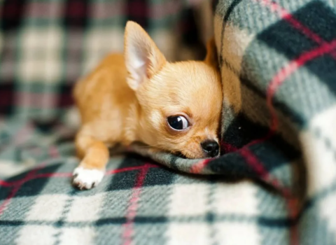 Cənubi Koreyada it əti qadağan ediləcək