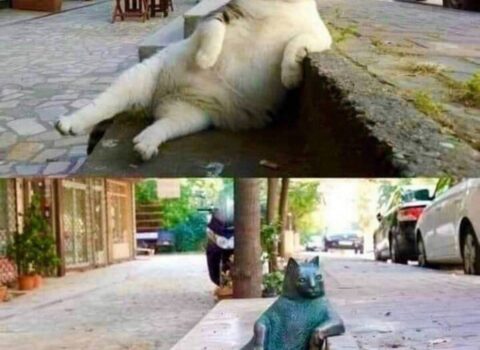 Türkiyə turistlərin diqqətini çəkən “Tombili” hekayəsi – FOTO