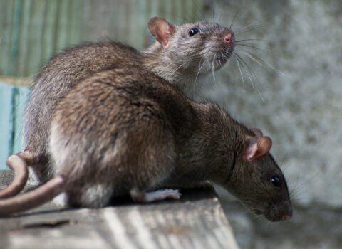 ELMİ ARAŞDIRMA: Siçovulların təxəyyülü insanlarla müqayisə edilə bilər
