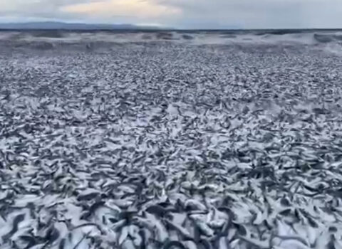 Yaponiya sahilləri balıq məzarlığına çevrildi – ŞOK VİDEO