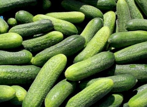 Azərbaycanda xiyarın qiyməti 4 manata qalxdı
