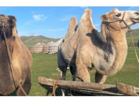 2024-cü ili “Dəvəkimilər İli” elan edildi