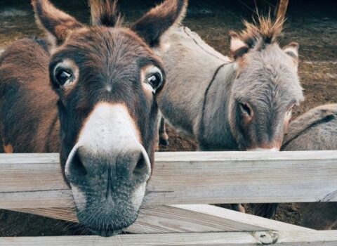 Azərbaycandakı eşşəklərin sayı azalıb – Bakıda 2-si qalıb