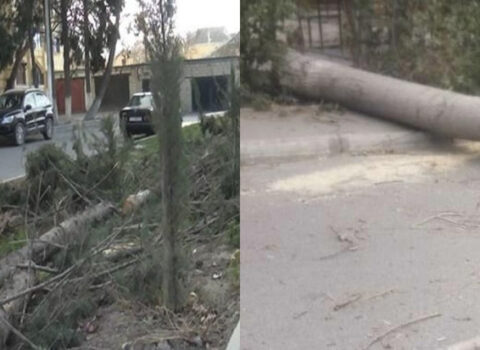 Güclü külək Mingəçevirdə ağacları aşırdı – FOTOLAR