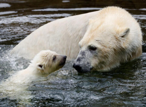 Ayı “quş qripi”ndən öldü
