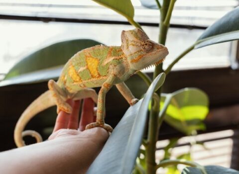 Belarus prezidenti Lukaşenko özünə buqələmun aldı