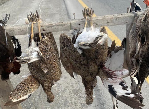 Rayon yollarında “Qırmızı Kitab”a düşən quşlar satılır? – FOTO