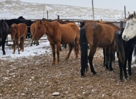 Qazaxıstanda atların yeni cinsi yarandı – Aday