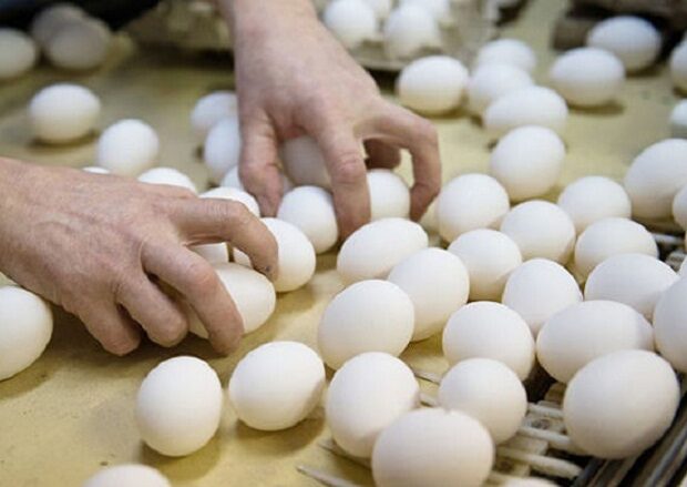 Kənd yumurtası ucuzlaşdı – Alıcılar sevinir, fermerlər isə… – Ekspert səbəblərdən DANIŞDI